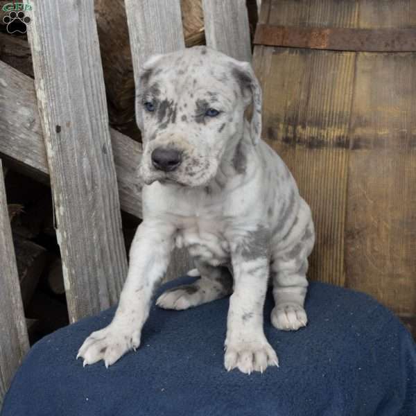 Happy, Great Dane Puppy